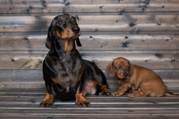 dog dachshund mom and daughter