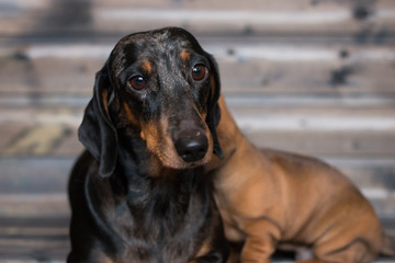dog dachshund mom and daughter