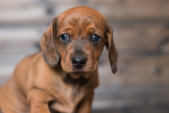 puppy dachshund girl redhead