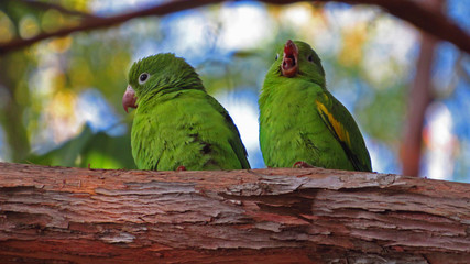  Funny Parakeets
