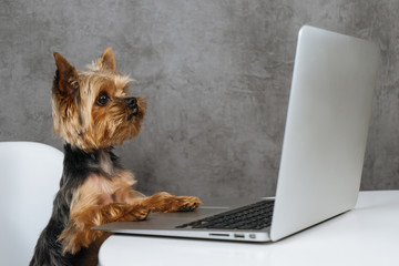 Dog at computer laptop yorkshire terrier 
