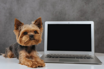 Dog at computer laptop yorkshire terrier 