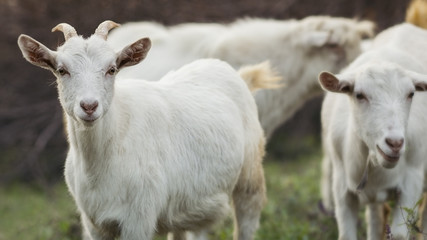 portrait of an young goat grazing with a herd in nature, wild animals in nature, concept of livestock agriculture