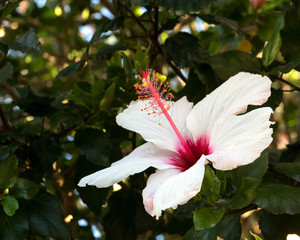 Hibiscus Flower blooming in nature