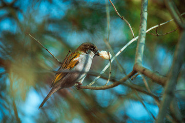 Tiny bird on a branch eating bread