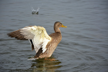 duck. lake Valdai