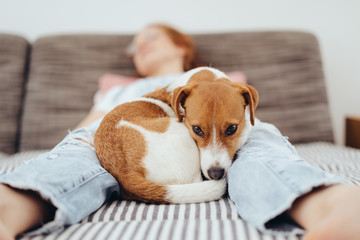 Cute little tan and white terrier asleep on a bed