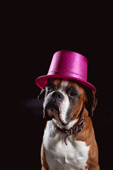 A red boxer dog wearing tall plug-hat looking up waiting for treats looks curious on dark background with free mock space