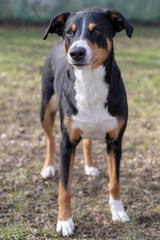 Standing portrait of cute smiling black and white tricolor appenzeller mountain dog with background of green grass