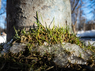 Young green grass and ice. Spring grass and ice.