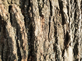 The tree bark close up. Background of tree bark. Texture of tree bark.
