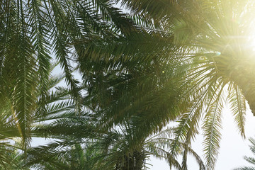 Palms with lush green foliage on sunny day, below view