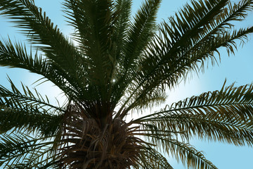 Palm with lush green foliage on sunny day