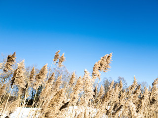 Fototapeta premium Spikes close up. The grass is dry in winter