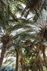 Palms with lush green foliage on sunny day, below view