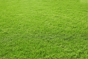 View of lush green grass as background
