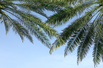 Fototapeta na wymiar Green palm leaves on blue sky background