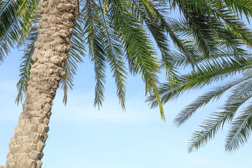 Palms with lush green foliage on sunny day
