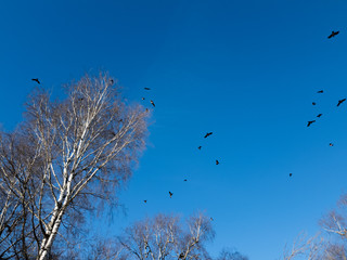 Black birds in the blue sky. Flight of birds in the sky. Birds above the trees