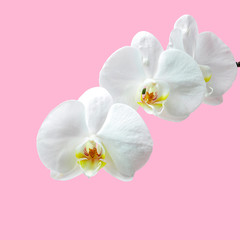 Orchidea - obrazy, fototapety, plakaty