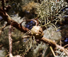Two maroon round cones of cupressus arizonica against the tree branches
