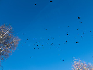 Black birds in the blue sky. Flight of birds in the sky. Birds above the trees