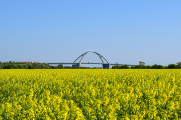 Fehmarn Belt Brücke hinter Rapsfeld