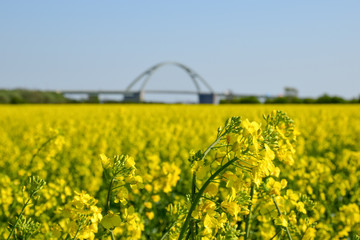 Fehmarn Belt Brücke hinter Rapsfeld Tiefenschärfe