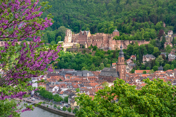 Obraz premium Heidelberg panorama zamku Heidelberg wiosną, Philosophenweg.