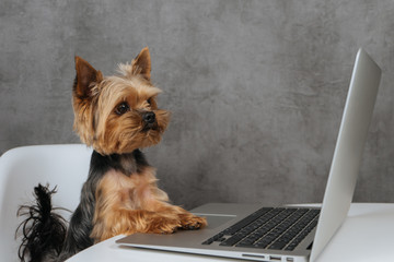 Dog at computer laptop yorkshire terrier  - obrazy, fototapety, plakaty