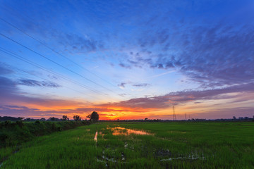 Naklejka na ściany i meble Beautiful landscape of green rice paddy farm and twilight sky at morning sunrise