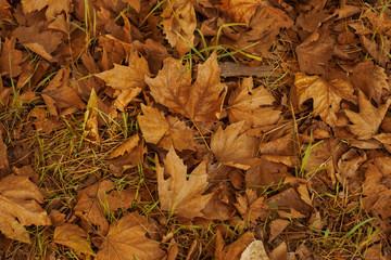Autumn, fallen leaves 