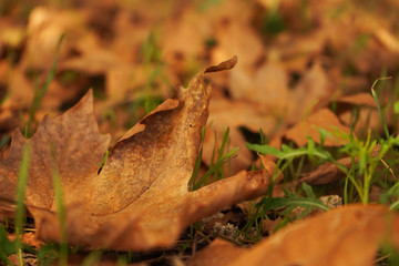Autumn, fallen leaves 