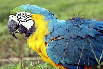 colorful macaw parrot