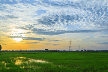 Beautiful landscape of green rice farm and blue cloud sky at morning sunrise