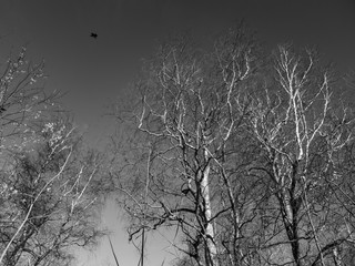 Bare tree branches. The branches are black and white. Black and white photo of bare trees