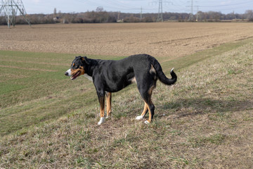 Standing portrait of cute smiling black and white tricolor appenzeller mountain dog with background of green grass