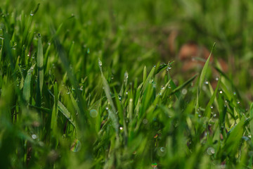 Dew on the grass, drops of water on the grass