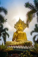 Beautiful golden Buddha statue with seven Phaya Naga heads under white clouds and blue sky background at Wat Tham Khuha Sawan, Khong Chiam, Ubon Ratchathani, Thailand.