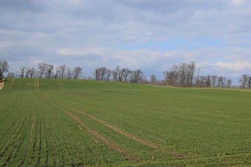 Fototapeta na wymiar field in early spring