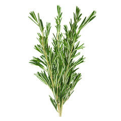 Fresh green rosemary sprigs isolated on a white background. Design element for product label, catalog print, web use.