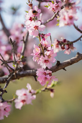 Almond blossom in spring. Beautiful pink flowers