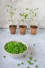 Green peas in a plate on the kitchen table