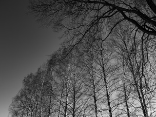 Bare tree branches. The branches are black and white. Black and white photo of bare trees