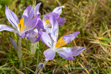 The first crocuses a year that break through the dry soil and whose flowers shine in the sunlight.