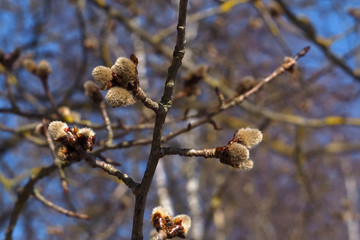 Espe, Aspe oder Zitterpappel (Populus tremula)