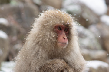 Snow Monkey in hot pool Japanese Macaque, Jigokudani Monkey Park, Snow monkey