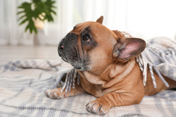 Funny French bulldog under warm plaid at home