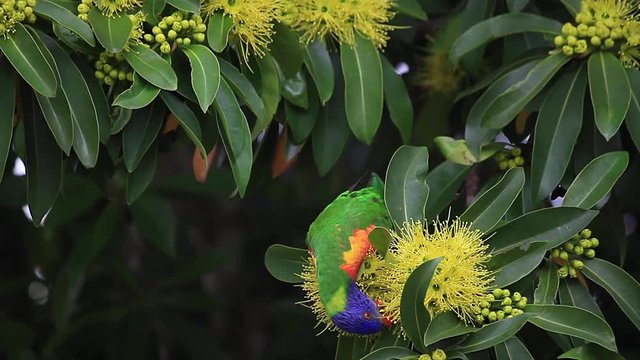Rainbow lorikeet and the flowers of the golden penda tree (Xanthostemon chrysanthus) single one bird