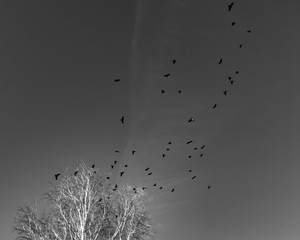 Black birds in the blue sky. Flight of birds in the sky. Birds above the trees